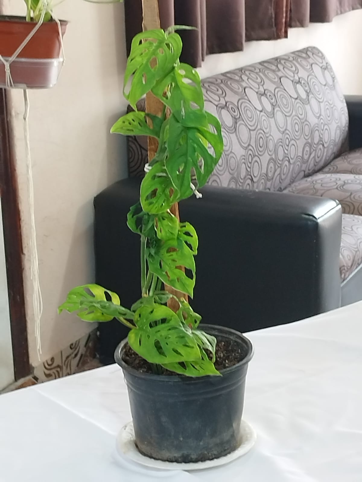 PLANTAS LUPITA BARRIOS